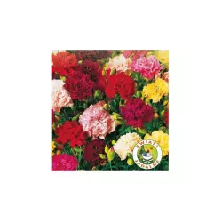 Toraf 0,5g Goździk ogrodowy Szabo nasiona kwiatów jednorocznych obwódki rabatki donice