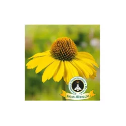 Toraf 0,2g Jeżówka Żółta Nasiona kwiatów Przyciąga motyle Bylina miododajna