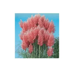 Toraf 0,1g Trawa Pampasowa Różowa Nasiona Roślina wieloletnia Okazałe różowe kępy