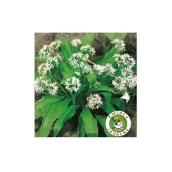 Toraf 0,25g Czosnek Niedźwiedzi Nasiona ziół Mrozoodporny Aromatyczny Leczniczy