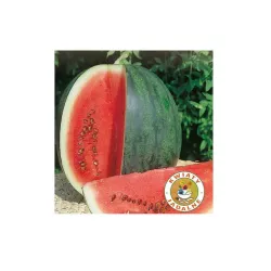 Toraf 1g Arbuz Kawon Crimson Sweet Nasiona Odmiana bardzo słodka Mało pestek