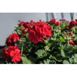 Ekodarpol 1 l Biohumus Extra Pelargonia Nawóz naturalny Płynny obornik