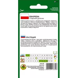 PNOS 0,1g Kraspedia żółta Nasiona kwiatów Jednoroczna Guziczki Włochatki Kulki