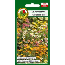 PNOS 0,5g Leptosifon Gwiezdny pył Nasiona kwiatów Kolorowy dywan Roślina okrywowa
