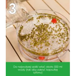 PNOS 10g Burak liściowy czerwony Nasiona na kiełki Zdrowe Źródło żelaza Kiełkownica