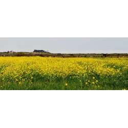 Toraf 0,25kg Gorczyca biała Bardena Poplon Nasiona kwiatów Zielony nawóz Spulchnia Poprawia strukturę gleby