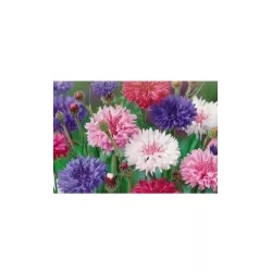 Toraf 2g Chaber bławatek Mix Nasiona kwiatów Odmiana lecznicza Miododajny