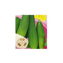 Toraf 1g Gąbczak walcowaty Nasiona warzyw kwiatów Jednoroczny Pnącze ozdobne Jadalne