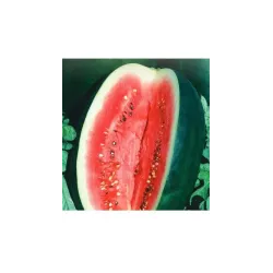 Toraf 1g Arbuz Charleston Grey Nasiona Odmiana średnio-późna Słodki Orzeźwiający