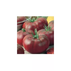 Toraf 0,2g Pomidor Noire de Crime Nasiona warzyw Gruntowy Średnio wczesny Czarny Książe