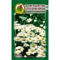 PNOS 0,3g Złocień właściwy Nasiona kwiatów Niski biały Rabaty Ogrody naturalistyczne