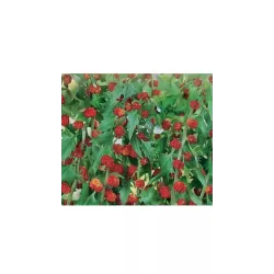 Toraf 0,1g Komosa rózgowa Strawberry Sticks Nasiona warzyw Roślina ozdobna Jadalne owoce