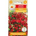 Toraf 1g Groszek Pachnący Kenneth Czerwony Nasiona kwiatów Długo kwitnie Pnącze