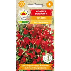 Toraf 1g Groszek Pachnący Kenneth Czerwony Nasiona kwiatów Długo kwitnie Pnącze