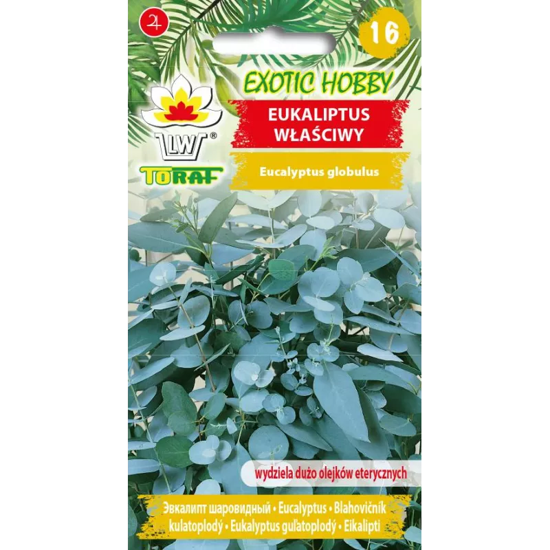 Toraf 10szt Eukaliptus właściwy Nasiona Drzewko zimozielone Olejki eteryczne Bukiety