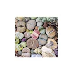 Toraf 20 szt. Żywe kamienie szczęścia Mix Nasiona sukulentów Exotic hobby Łatwa uprawa