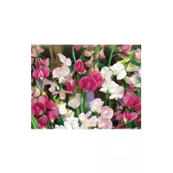 Toraf 1g Groszek szerokolistny Mix Nasiona kwiatów Roślina pnąca Zimotrwały Duże kwiaty