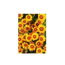 PNOS 0,1g Ursynia pomarańczowa Nasiona kwiatów Rabatki Skalniaki Balkon