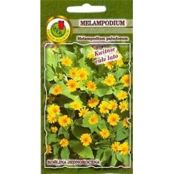 PNOS 0,2g Melampodium żółte Nasiona kwiatów Kwitnie długo Balkon Rabatki