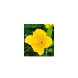 PNOS 0,3g Wiesiołek żółty Nasiona kwiatów Opalizujące kwiaty Bylina Wieloletnia
