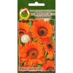PNOS 0,5g Wenidium pomarańczowe Nasiona kwiatów Kwiat cięty Do pojemników