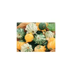 Toraf 2g Dynia ozdobna koroniasta Crown of Thorns Nasiona kwiatów Jednoroczna Pnąca