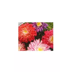 Biopon 1g Aster Książęcy Nasiona kwiatów Mieszanka kolorów Wysoki Kwiat cięty