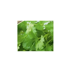 Biopon 2g Kolendra siewna Nasiona ziół Zioła Ostra Poprawia trawienie