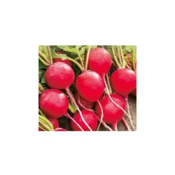 Toraf 10g Rzodkiewka Duo Nasiona warzyw Wczesna Gruntowa Bardzo duża