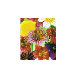 Toraf 0,3g Tujałka Zmienna Mix Nasiona kwiatów Mieszanka kolorów Żyłkowane kwiaty