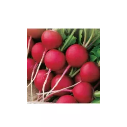 Toraf 10g Rzodkiewka Tytan Nasiona warzyw Odmiana późna Czerwona Gruntowa