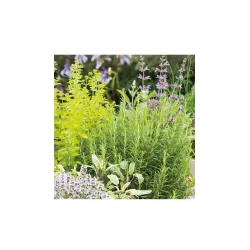 Toraf 1g Mieszanka Aromatyczna Kuchnia Nasiona ziół Bazylia Tymianek Oregano Majeranek Cząber