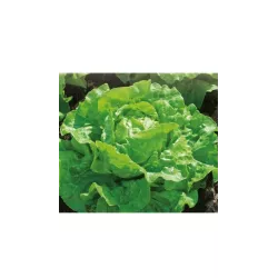 Toraf 1g Sałata Głowiasta Masłowa Marta Zielona Nasiona warzyw Odmiana średniowczesna Smaczna