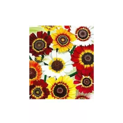 Toraf 0,4g Złocień Trójbarwny Nasiona kwiatów jednorocznych Rabatki kwiatowe Bukiety Kwiat cięty