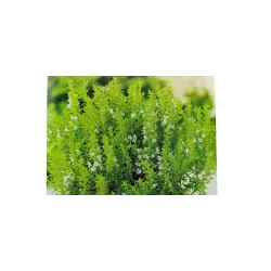 Biopon 0,5g Cząber ogrodowy Nasiona ziół Zioła Aromatyczna przyprawa Na trawienie