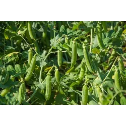 Biopon 40g Groch Siewny Łuskowy Cud Kelvedonu Nasiona warzyw Odmiana wczesna Bardzo plenna