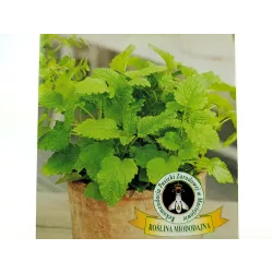 Biopon 0,2g Melisa Lekarska Nasiona ziół Działa uspokajająco Herbatki Marynaty