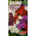 TORSEED 1g Aster karłowy Pepite Mix kolorów Nasiona kwiatów Jednoroczny Niski Kolorowy dywan