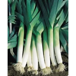 PNOS 1g Por Golem Nasiona warzyw Średniowczesny Przetwory domowe Zbiór letni jesienny