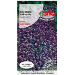 TORSEED 1g Smagliczka nadmorska Violet Queen Nasiona kwiatów Jednoroczna Fioletowa