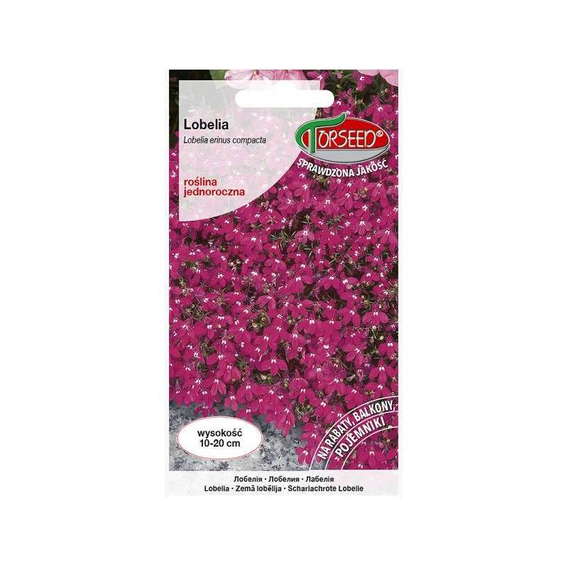 TORSEED 0,1g Lobelia Rosamond Nasiona kwiatów Różowa Roślina balkonowa