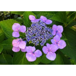 Ampol 2kg Nawóz do roślin kwasolubnych jesienny bezazotowy różanecznik azalia wrzos