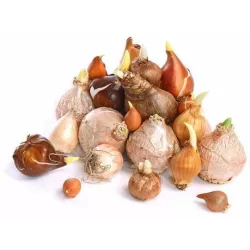 Bradas Sadzarka do cebulek KT-Y6010 Przesadzanie Rozsadnik cebulek