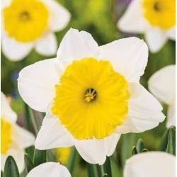 Benex Cebulki Narcyz Trąbkowy Goblet Biało-żółty Kwiaty wieloletnie
