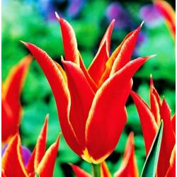 Benex Cebulki Tulipan Aladdin Liliokształtny Czerwony Żółte brzegi