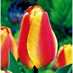 Benex Cebulki Tulipan Darwina Apeldorn's Elite Żółto-czerwony