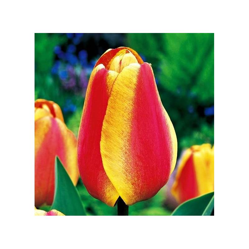 Benex Cebulki Tulipan Darwina Apeldorn's Elite Żółto-czerwony