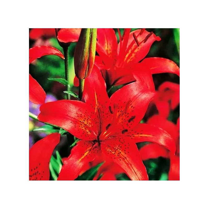 Benex Cebulki Lilia Azjatycka Czerwona Wieloletnia