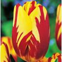 Benex Cebulki Tulipan Helmar Dwubarwny Czerwono-żółty