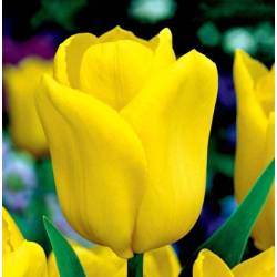 Benex Cebulki Tulipan Triumph Yellow Flight Żółty